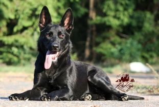Aika vom Hause Röhrdanz Aika vom Hause Röhrdanz