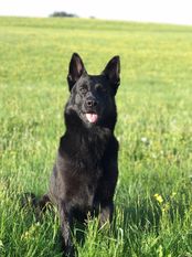 Hailey vom Schmiedefeuer Hailey vom Schmiedefeuer