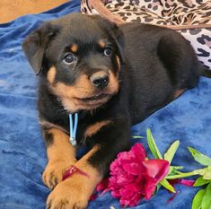 Bandit von den Gladiatoren Bandit von den Gladiatoren