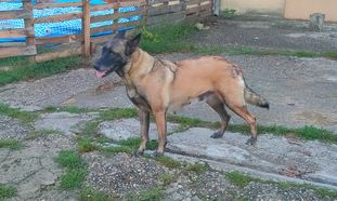 Nefity de la Croisee des Loups Nefity de la Croisee des Loups