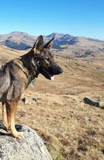 Shakira von der Traubeneiche Shakira von der Traubeneiche