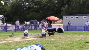 Donna von den Imperial-Shelties Donna von den Imperial-Shelties