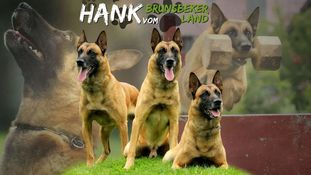Hank vom Brunsbeker Land Hank vom Brunsbeker Land