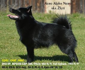 Aero Alpha Nero Aero Alpha Nero
