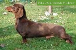 Faks-Czuk Hodowla Myslinow Faks-Czuk Hodowla Myslinow