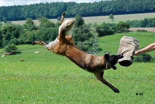 Arrax von den belgischen Woelfen Arrax von den belgischen Woelfen