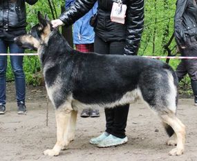 VOLZHSKIY VARYAG (Popova) VOLZHSKIY VARYAG (Popova)