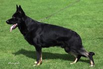 Asko von der Siegermacht