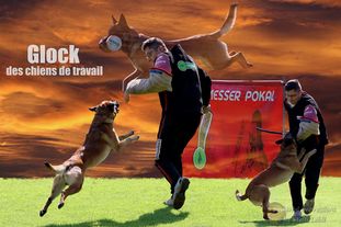 Glock des chiens de travail Glock des chiens de travail