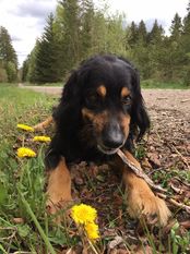 Grizzly vom Schondratal Grizzly vom Schondratal