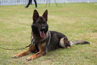Bira Canis Invictus Bira Canis Invictus