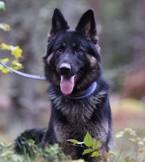 Wolfganger Perle Wolfganger Perle