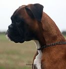 Krümel von Allegro
