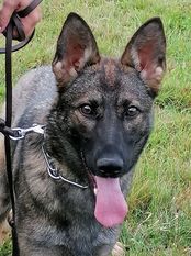 Hera Canis Invictus Hera Canis Invictus