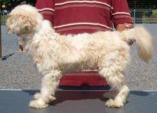 Kalil Peludo Do Baktaran Kalil Peludo Do Baktaran