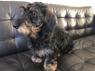 Oscar (Fiks) Oscar (Fiks)