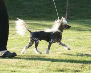 Proud Pony Turbo Lover Proud Pony Turbo Lover