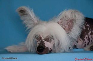 Crested Charm Evro-dollar Crested Charm Evro-dollar
