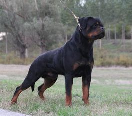 Dragon Burgan Rottweiler Dragon Burgan Rottweiler