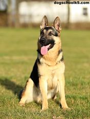 Ozzy European K9 training base Ozzy European K9 training base