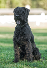 Ringo vom Lindelbrunn Ringo vom Lindelbrunn