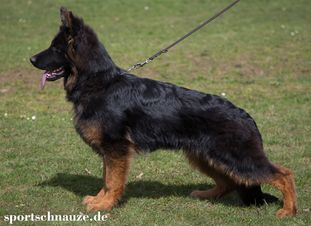 Bob Marley von der Sportschnauze Bob Marley von der Sportschnauze
