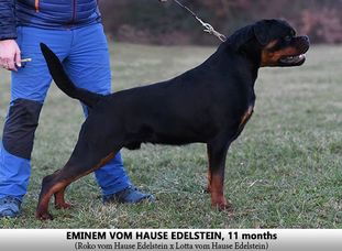 Eminem vom Hause Edelstein Eminem vom Hause Edelstein