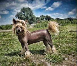 Cat's China Dogs Ultra Top Lady Cat's China Dogs Ultra Top Lady