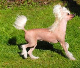 Dogtrix Effektfulla Eulalia Dogtrix Effektfulla Eulalia