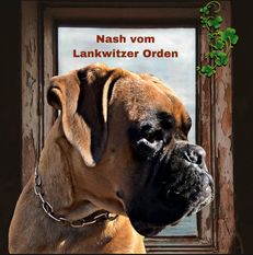 Nash vom Lankwitzer Orden Nash vom Lankwitzer Orden
