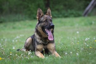 Nabucco Duffmar Nabucco Duffmar