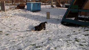 Brik Chovna stanica zo Sigeru Brik Chovna stanica zo Sigeru