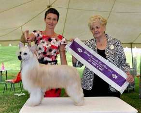 Aust Ch Fyredragon Whisperln De Gabritho Aust Ch Fyredragon Whisperln De Gabritho