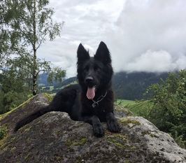 Nala vom Weinbergblick Nala vom Weinbergblick