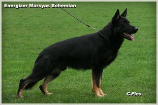 Energizer Marsyas Bohemian Energizer Marsyas Bohemian