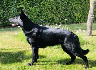 Nessi vom Großen Ex Nessi vom Großen Ex