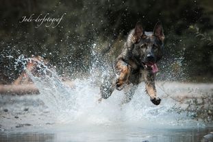 Aik vom Wolfsursprung Aik vom Wolfsursprung
