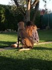 Canina Force Canina
