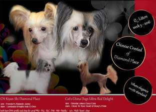 Cat's China Dogs Ultra Red Delight Cat's China Dogs Ultra Red Delight