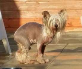 Omegaville Back With A Bang To Shumllea Jw. 1cc 2rcc ' Cushings Disease! Omegaville Back With A Bang To Shumllea Jw. 1cc 2rcc ' Cushings Disease!