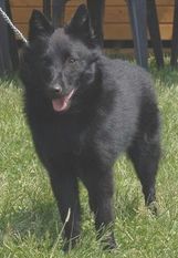 Dora des Perles Noires Dora des Perles Noires