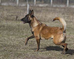 Vyatkins' Wolya Vyatkins' Wolya