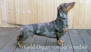 Gold Digger van de Vossebelt Gold Digger van de Vossebelt