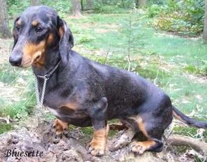 Bluesette van de Mibafs Hoeve Bluesette van de Mibafs Hoeve