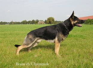 Bram van het Chainpark Bram van het Chainpark