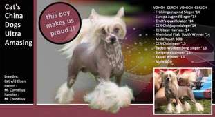 Cat's China Dogs Ultra Amasing Cat's China Dogs Ultra Amasing