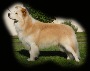 Wylie Golden Reward Wylie Golden Reward