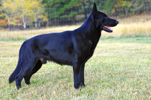 Enzo vom Spitzenhund Enzo vom Spitzenhund