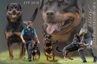 Arriva von der Teufelspratze Arriva von der Teufelspratze