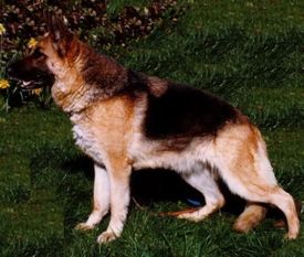 Inka von der Filsperle Inka von der Filsperle